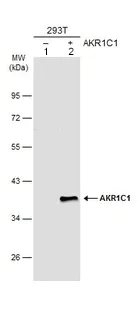 Western blot - Anti-AKR1C1/AKR1C2 antibody (AB96087)