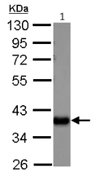 Western blot - Anti-AKR1C1/AKR1C2 antibody (AB96087)