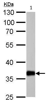 Western blot - Anti-AKR1C1/AKR1C2 antibody (AB96087)