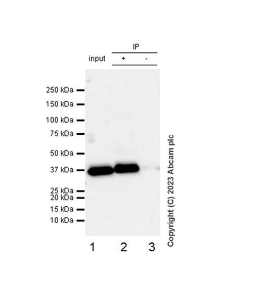 Immunoprecipitation - Anti-AKR1C1/AKR1C2 antibody [EPR11542] - BSA and Azide free (AB250092)