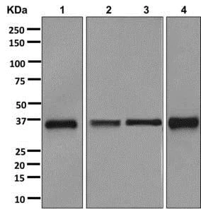 Western blot - Anti-AKR1C1/AKR1C2 antibody [EPR11542] - BSA and Azide free (AB250092)