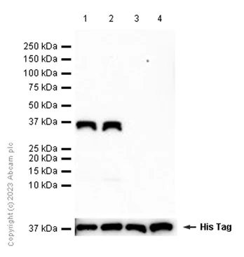 Western blot - Anti-AKR1C1/AKR1C2 antibody [EPR11542] - BSA and Azide free (AB250092)