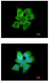 Immunocytochemistry/ Immunofluorescence - Anti-AKR1C1 antibody (AB192785)