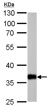 Western blot - Anti-AKR1C1 antibody (AB192785)