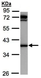 Western blot - Anti-AKR1C1 antibody (AB192785)