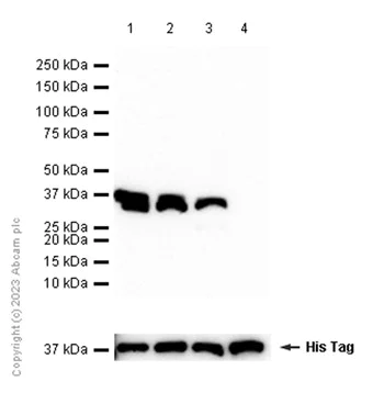 Western blot - Anti-AKR1C1+AKR1C2+AKR1C3 antibody [EPR16725] (AB203834)