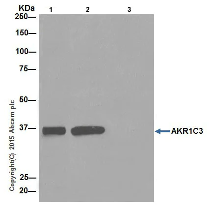 Immunoprecipitation - Anti-AKR1C1+AKR1C2+AKR1C3 antibody [EPR16725] - BSA and Azide free (AB251405)