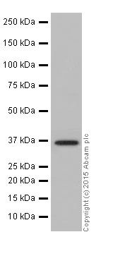Western blot - Anti-AKR1C1+AKR1C2+AKR1C3 antibody [EPR16725] - BSA and Azide free (AB251405)