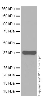 Western blot - Anti-AKR1C1+AKR1C2+AKR1C3 antibody [EPR16725] - BSA and Azide free (AB251405)