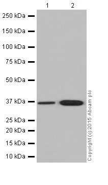 Western blot - Anti-AKR1C1+AKR1C2+AKR1C3 antibody [EPR16725] - BSA and Azide free (AB251405)