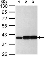 Western blot - Anti-AKR1C3 antibody (AB137546), expandable thumbnail