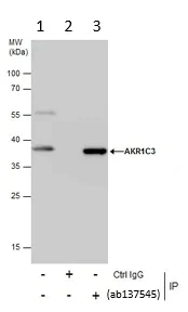 Immunoprecipitation - Anti-AKR1C3 antibody - C-terminal (AB137545)