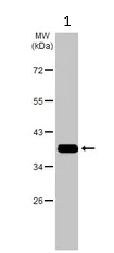 Western blot - Anti-AKR1C3 antibody - C-terminal (AB137545)
