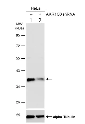 Western blot - Anti-AKR1C3 antibody - C-terminal (AB137545)
