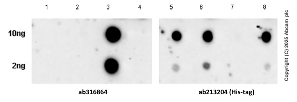 Dot Blot - Anti-AKR1C3 antibody [EPR28747-41] (AB316864), expandable thumbnail