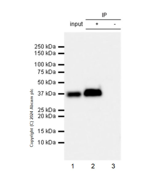 Immunoprecipitation - Anti-AKR1C3 antibody [EPR28747-41] (AB316864), expandable thumbnail