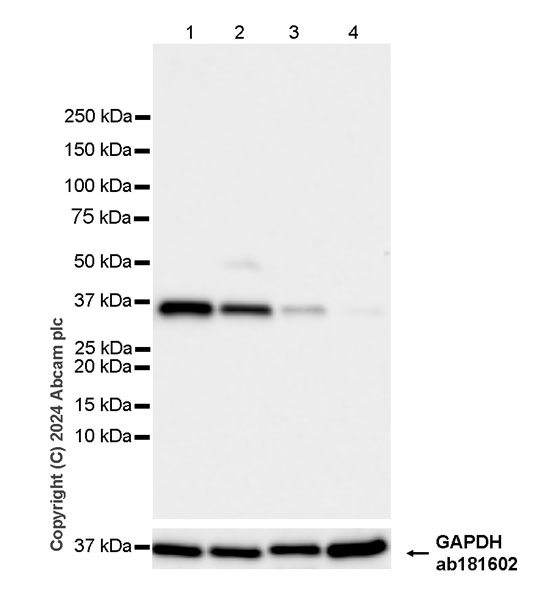 Western blot - Anti-AKR1C3 antibody [EPR28747-41] (AB316864), expandable thumbnail
