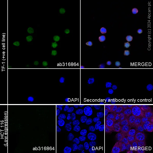 Immunocytochemistry/ Immunofluorescence - Anti-AKR1C3 antibody [EPR28747-41] - BSA and Azide free (AB316865)