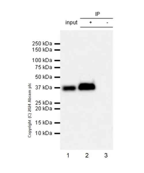 Immunoprecipitation - Anti-AKR1C3 antibody [EPR28747-41] - BSA and Azide free (AB316865)
