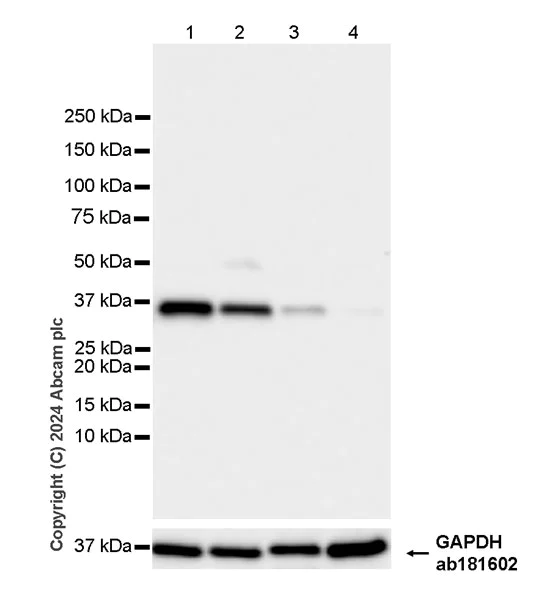 Western blot - Anti-AKR1C3 antibody [EPR28747-41] - BSA and Azide free (AB316865)