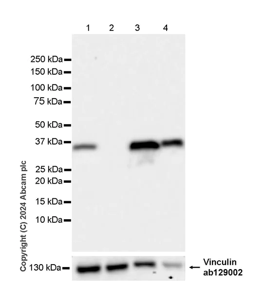 Western blot - Anti-AKR1C3 antibody [EPR28747-41] - BSA and Azide free (AB316865)