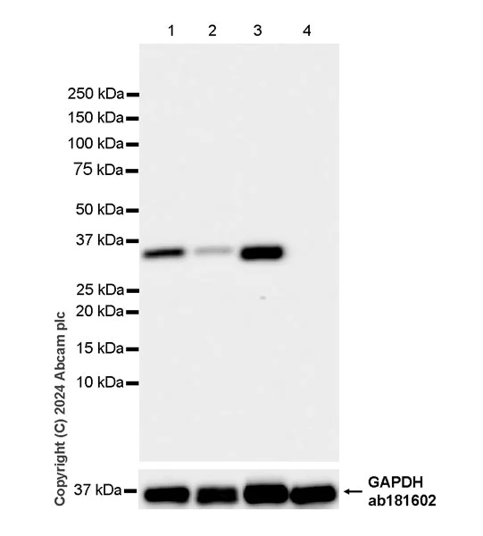 Western blot - Anti-AKR1C3 antibody [EPR28747-41] - BSA and Azide free (AB316865)