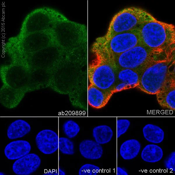 Immunocytochemistry/ Immunofluorescence - Anti-AKR1C3+AKR1C4 antibody [EPR16726] (AB209899)