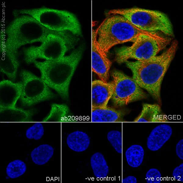 Immunocytochemistry/ Immunofluorescence - Anti-AKR1C3+AKR1C4 antibody [EPR16726] (AB209899)
