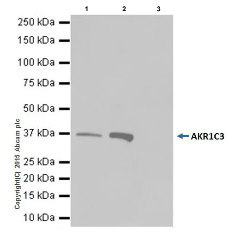 Immunoprecipitation - Anti-AKR1C3+AKR1C4 antibody [EPR16726] (AB209899)