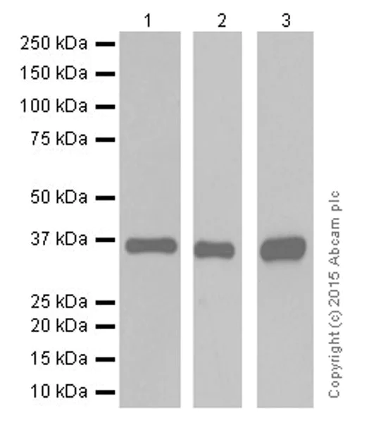Western blot - Anti-AKR1C3+AKR1C4 antibody [EPR16726] (AB209899)