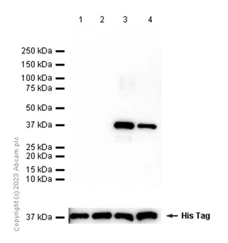 Western blot - Anti-AKR1C3+AKR1C4 antibody [EPR16726] - BSA and Azide free (AB251511)