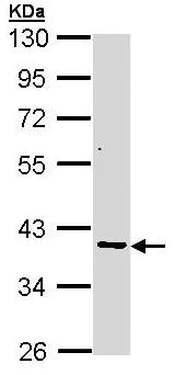Western blot - Anti-AKR7A2 antibody (AB97458)