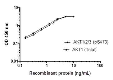 Sandwich ELISA - AKT 1/2/3 pS473 + AKT 1/2/3 Total ELISA Kit (AB253299)
