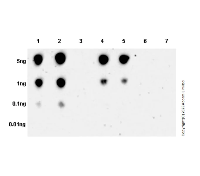 Dot Blot - Anti-AKT (phospho T308) antibody [EPR26565-137] (AB324741)