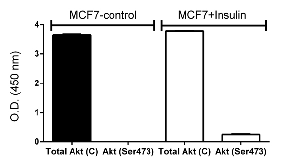 Sandwich ELISA - Akt (pS473) + total Akt ELISA Kit (AB126433), expandable thumbnail