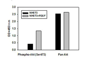 Sandwich ELISA - Akt (pS473) + total Akt ELISA Kit (AB126433)
