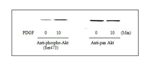 Western blot - Akt (pS473) + total Akt ELISA Kit (AB126433)
