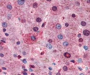 Immunohistochemistry (Formalin/PFA-fixed paraffin-embedded sections) - Anti-AKT1 + AKT2 + AKT3 antibody (AB106693)