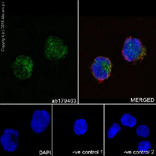 Immunocytochemistry/ Immunofluorescence - Anti-AKT1 + AKT2 + AKT3 antibody [EPR16798] - BSA and Azide free (AB271930)