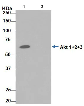 Immunoprecipitation - Anti-AKT1 + AKT2 + AKT3 antibody [EPR16798] - BSA and Azide free (AB271930)
