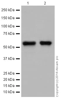 Western blot - Anti-AKT1 + AKT2 + AKT3 antibody [EPR17671] (AB185633)