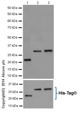 Western blot - Anti-AKT1 + AKT2 + AKT3 antibody [EPR17671] (AB185633)