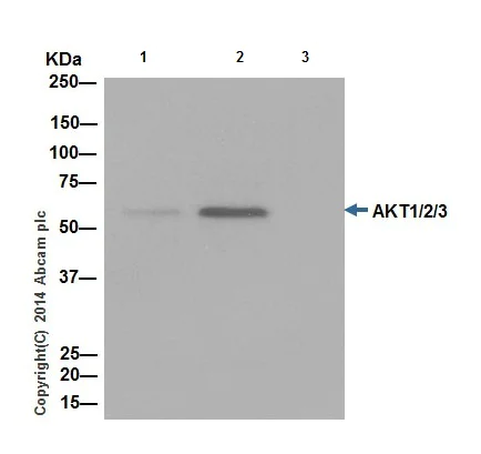 Immunoprecipitation - Anti-AKT1 + AKT2 + AKT3 antibody [EPR17671] - BSA and Azide free (AB214166)