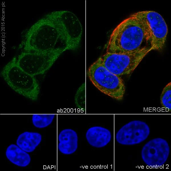 Immunocytochemistry/ Immunofluorescence - Anti-AKT1 + AKT2 + AKT3 antibody [EPR17737] - BSA and Azide free (AB251298)