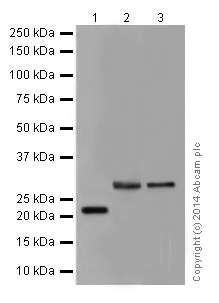 Western blot - Anti-AKT1 + AKT2 + AKT3 antibody [EPR17737] - BSA and Azide free (AB251298)