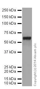 Western blot - Anti-AKT1 + AKT2 + AKT3 antibody [EPR17737] - BSA and Azide free (AB251298)