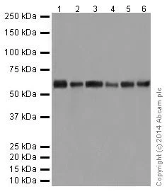 Western blot - Anti-AKT1 + AKT2 + AKT3 antibody [EPR17737] - BSA and Azide free (AB251298)