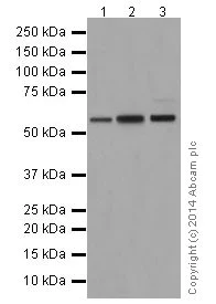 Western blot - Anti-AKT1 + AKT2 + AKT3 antibody [EPR17737] - BSA and Azide free (AB251298)