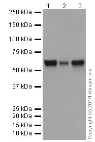 Western blot - Anti-AKT1 + AKT2 + AKT3 antibody [EPR17737] - BSA and Azide free (AB251298)