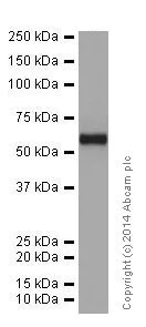Western blot - Anti-AKT1 + AKT2 + AKT3 antibody [EPR17737] - BSA and Azide free (AB251298)